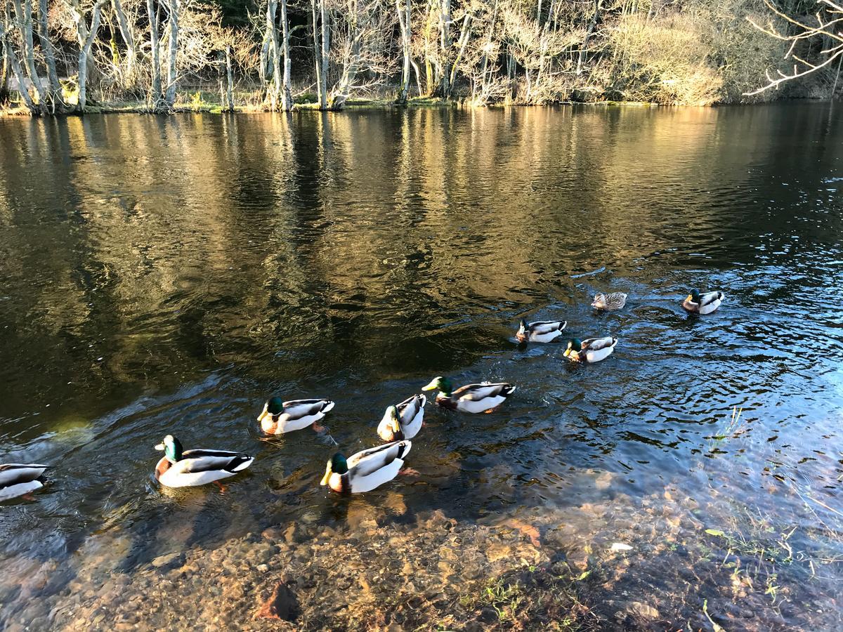 Waterfoot Park 호텔 풀리 브리지 외부 사진